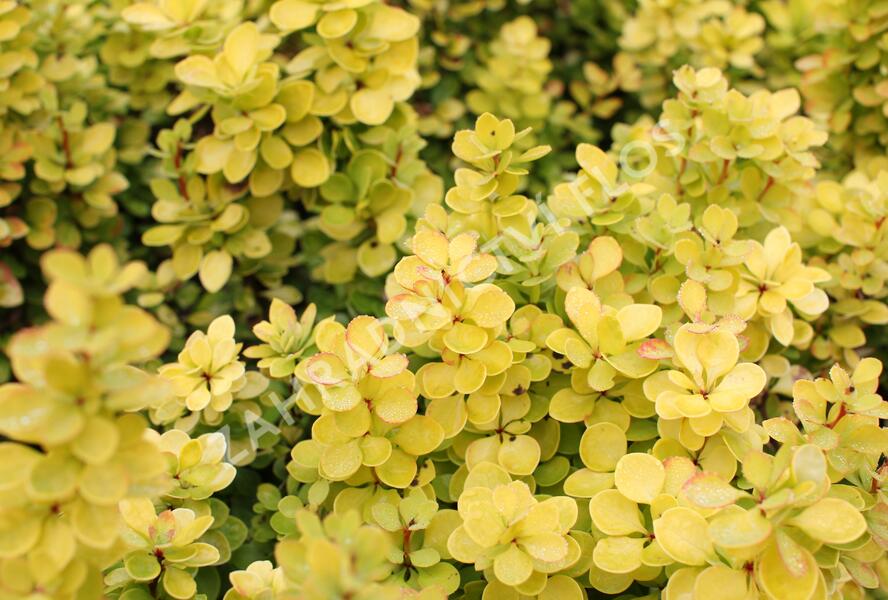Dřišťál Thunbergův 'Golden Torch' - Berberis thunbergii 'Golden Torch'