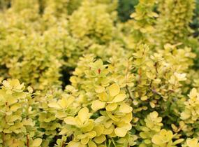 Dřišťál Thunbergův 'Golden Torch' - Berberis thunbergii 'Golden Torch'