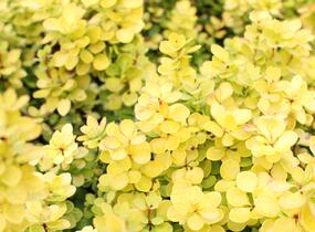 Dřišťál Thunbergův 'Golden Torch' - Berberis thunbergii 'Golden Torch'