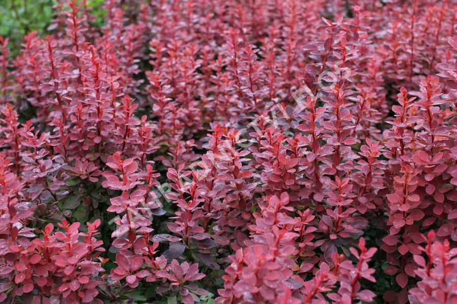 Dřišťál Thunbergův 'Red Compact' - Berberis thunbergii 'Red Compact'