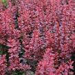 Dřišťál Thunbergův 'Red Compact' - Berberis thunbergii 'Red Compact'