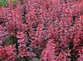 Dřišťál Thunbergův 'Red Compact' - Berberis thunbergii 'Red Compact'