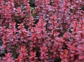 Dřišťál Thunbergův 'Red Compact' - Berberis thunbergii 'Red Compact'