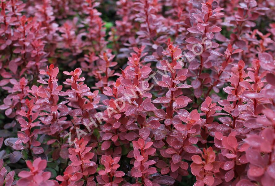 Dřišťál Thunbergův 'Red Compact' - Berberis thunbergii 'Red Compact'