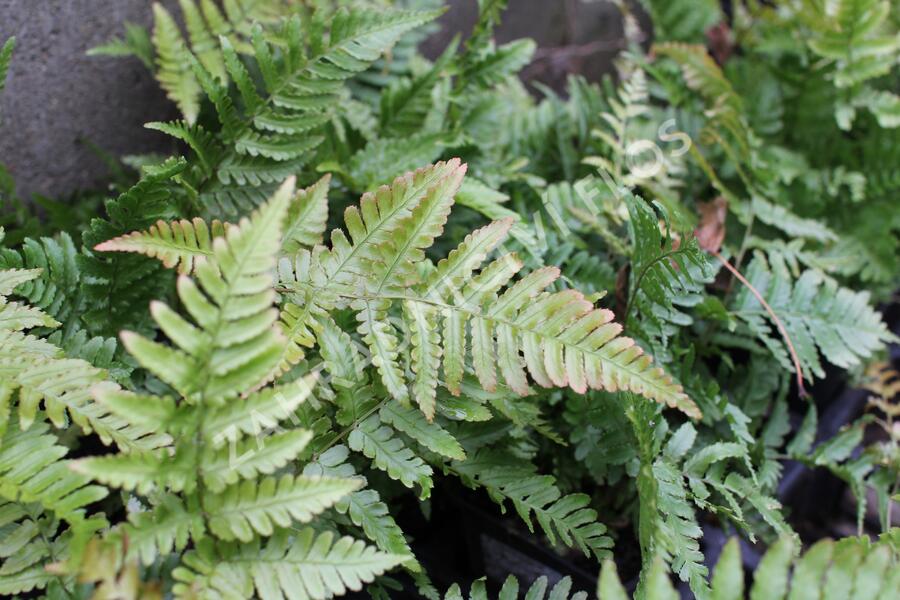 Kapraď červenavá - Dryopteris erythrosora