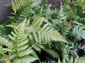 Kapraď červenavá - Dryopteris erythrosora