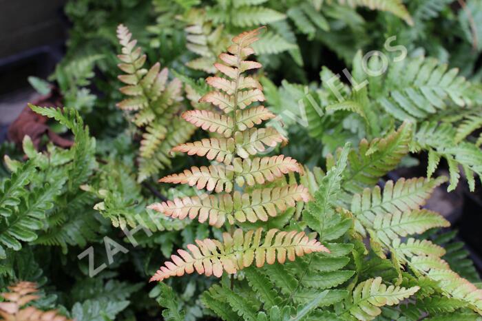 Kapraď červenavá - Dryopteris erythrosora