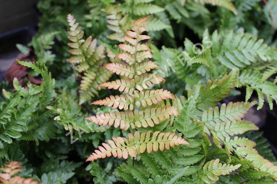 Kapraď červenavá - Dryopteris erythrosora