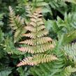 Kapraď červenavá - Dryopteris erythrosora