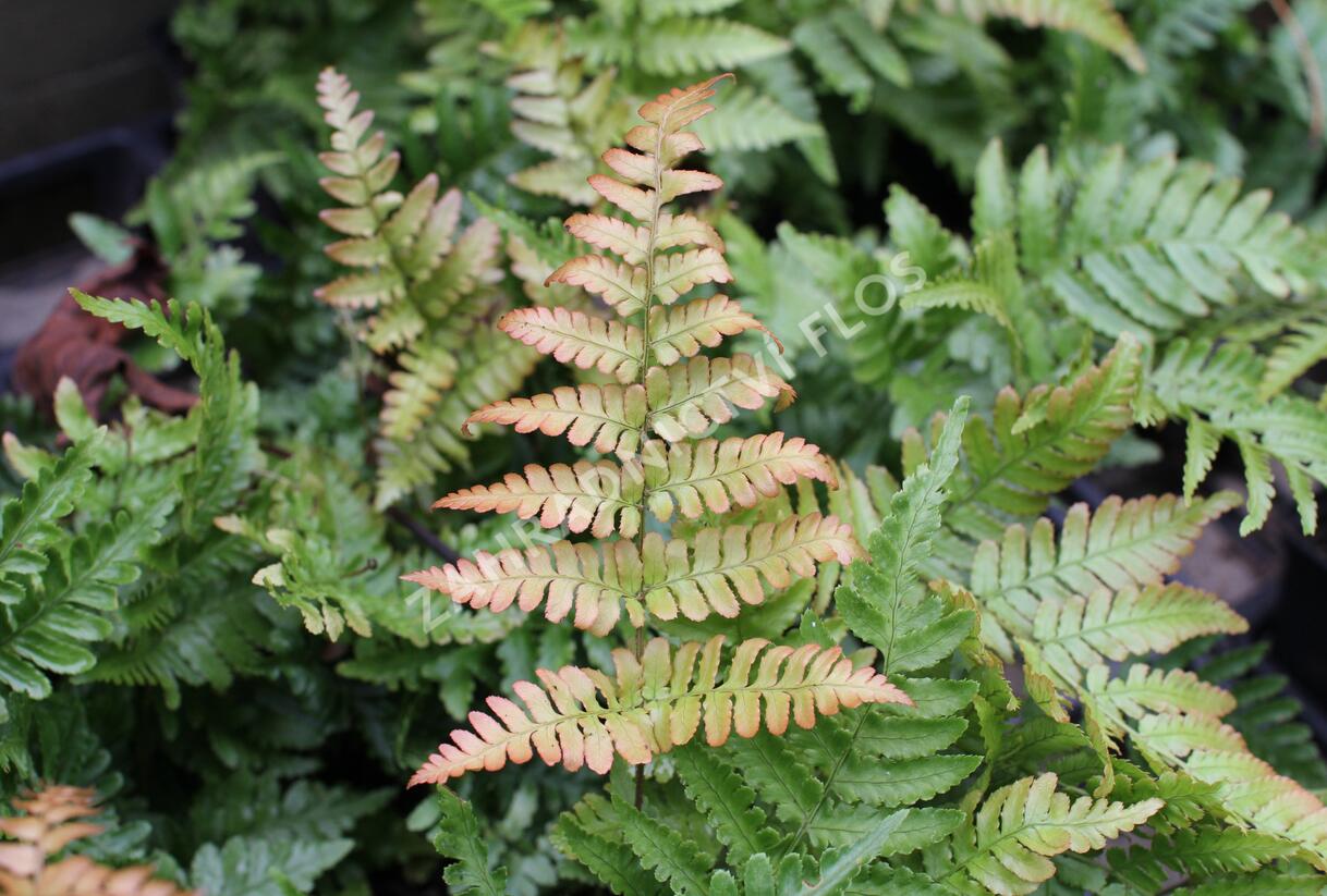 Kapraď červenavá - Dryopteris erythrosora