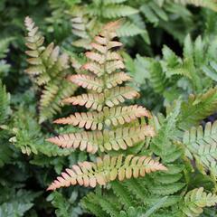 Kapraď červenavá - Dryopteris erythrosora