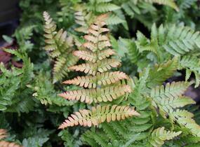 Kapraď červenavá - Dryopteris erythrosora
