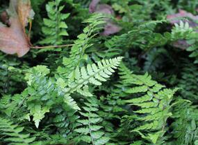 Kapradina makinoi - Polystichum makinoi
