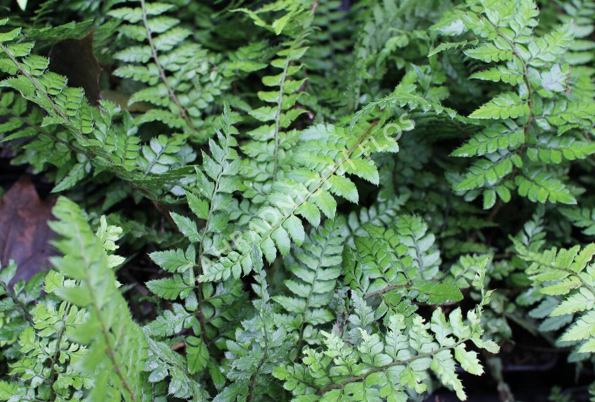 Kapradina makinoi - Polystichum makinoi