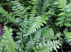 Kapradina makinoi - Polystichum makinoi