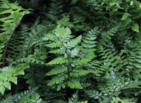 Kapradina makinoi - Polystichum makinoi