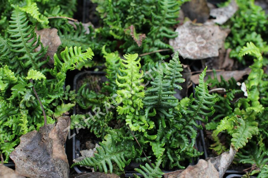 Kapraď rezavá 'Crispa Congesta' - Dryopteris affinis 'Crispa Congesta'