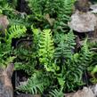 Kapraď rezavá 'Crispa Congesta' - Dryopteris affinis 'Crispa Congesta'