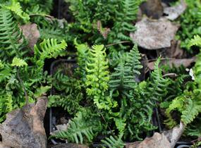 Kapraď rezavá 'Crispa Congesta' - Dryopteris affinis 'Crispa Congesta'