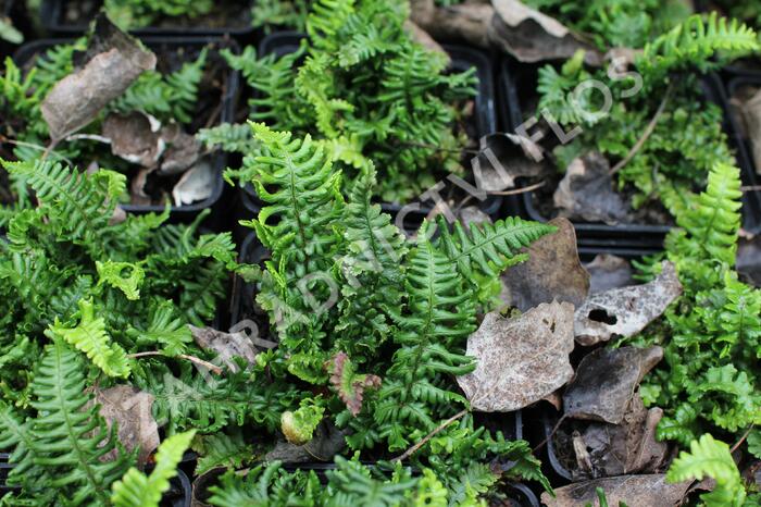 Kapraď rezavá 'Crispa Congesta' - Dryopteris affinis 'Crispa Congesta'