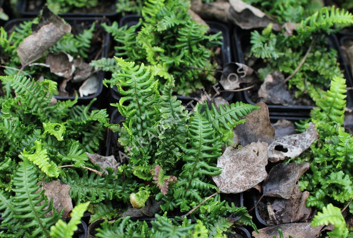 Kapraď rezavá 'Crispa Congesta' - Dryopteris affinis 'Crispa Congesta'