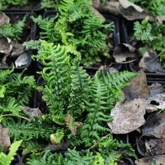 Kapraď rezavá 'Crispa Congesta' - Dryopteris affinis 'Crispa Congesta'