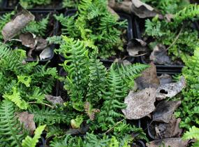 Kapraď rezavá 'Crispa Congesta' - Dryopteris affinis 'Crispa Congesta'