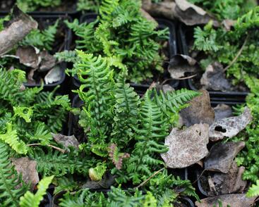 Kapraď rezavá 'Crispa Congesta'