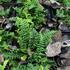 Dryopteris affinis 'Crispa Congesta'.JPG