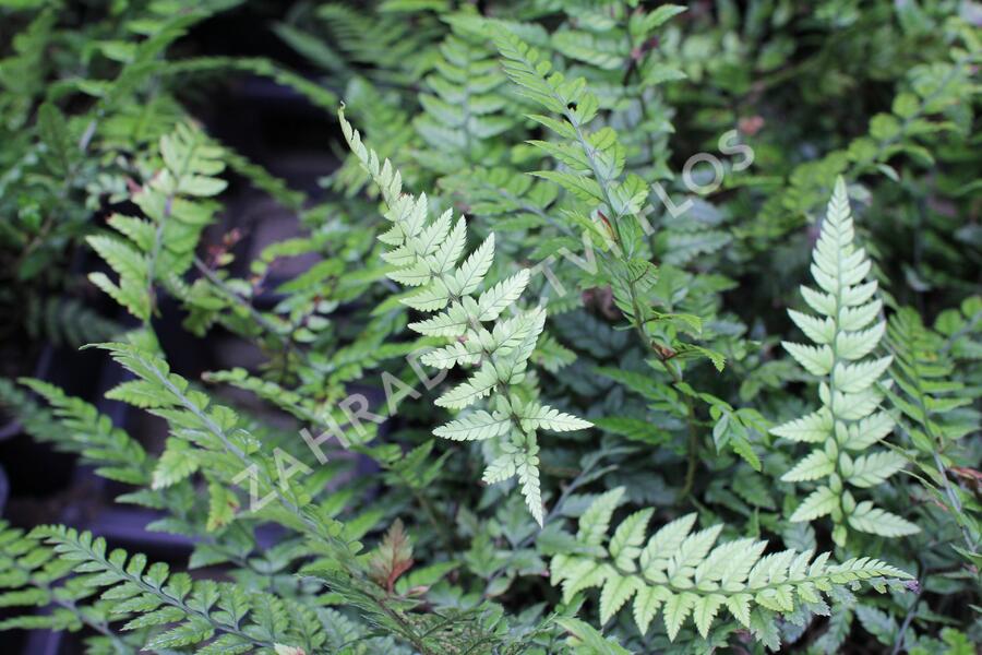 Kapradina - Polystichum tsus-simense