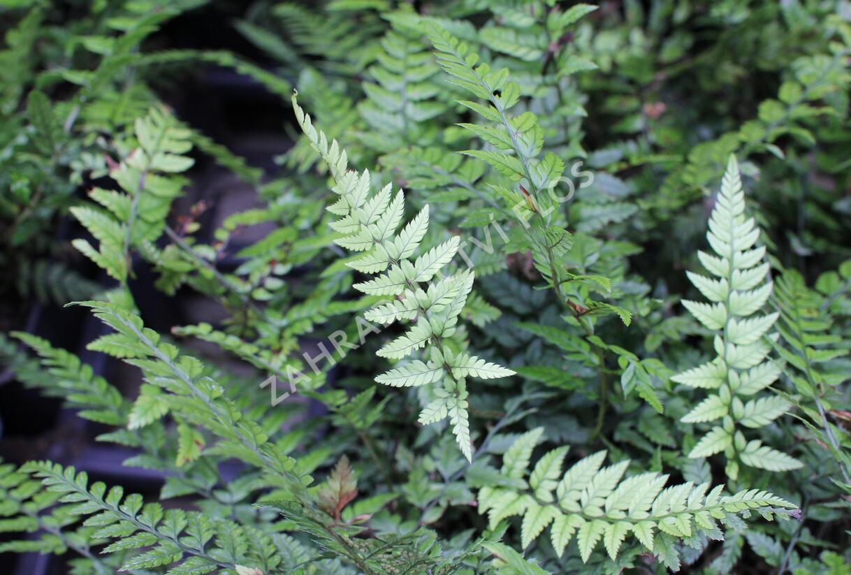 Kapradina korejská skalní - Polystichum tsus-simense