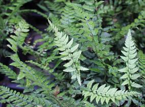 Kapradina - Polystichum tsus-simense