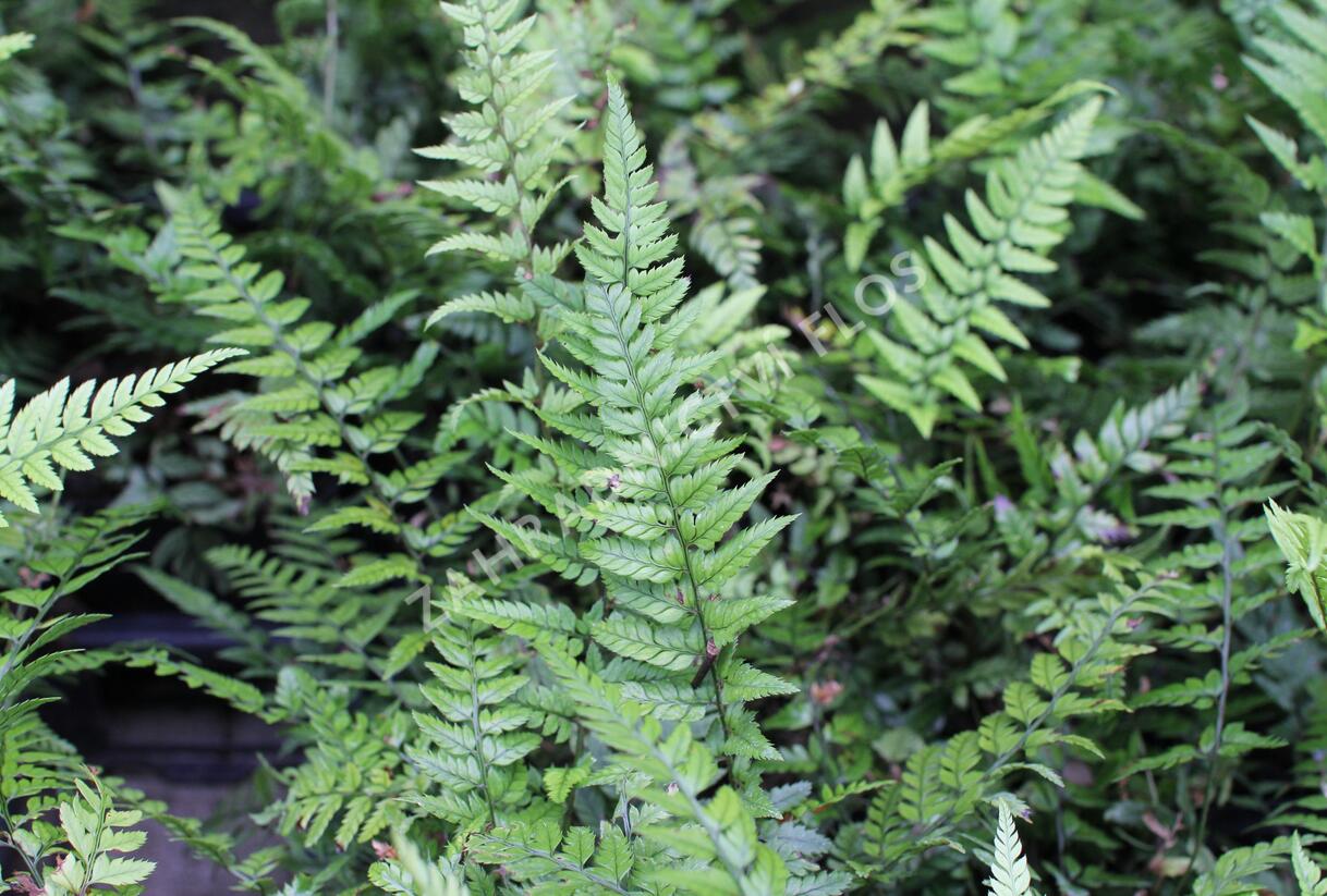 Kapradina - Polystichum tsus-simense