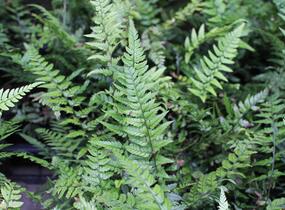Kapradina - Polystichum tsus-simense