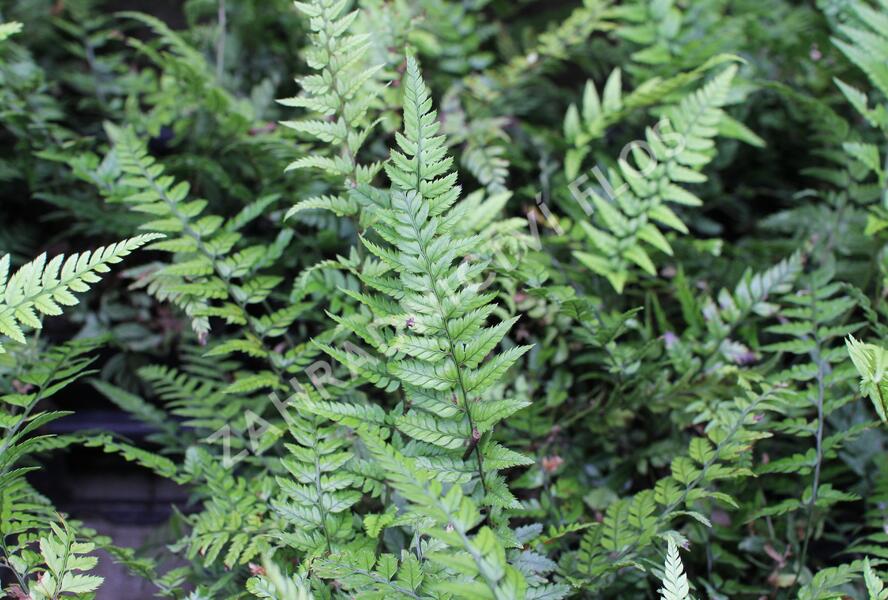 Kapradina korejská skalní - Polystichum tsus-simense