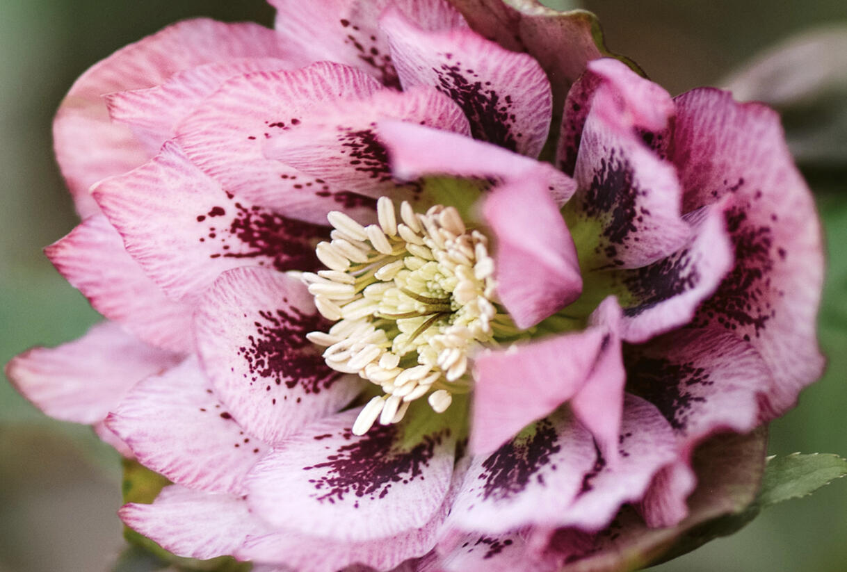 Čemeřice východní 'Double Pink Spotted' - Helleborus orientalis 'Double Pink Spotted'