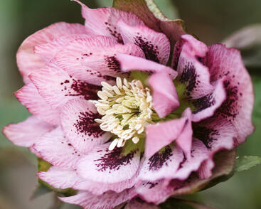Čemeřice východní 'Double Pink Spotted'