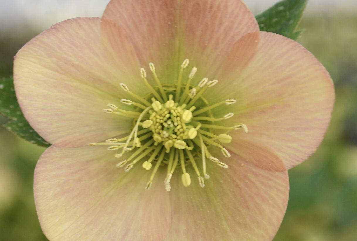 Čemeřice východní 'Apricot' - Helleborus orientalis 'Apricot'