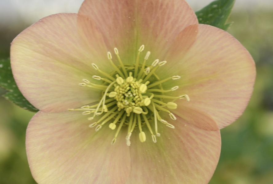 Čemeřice východní 'Apricot' - Helleborus orientalis 'Apricot'