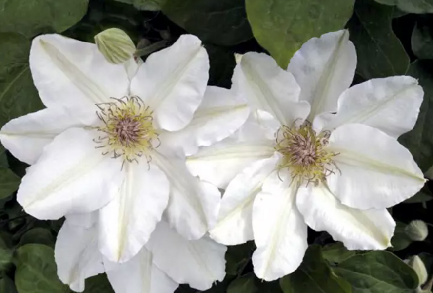 Plamének 'Jerzy Popiełuszko' - Clematis 'Jerzy Popiełuszko'
