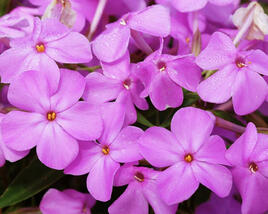 Plamenka 'Forever Pink'