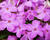 Plamenka 'Forever Pink'
