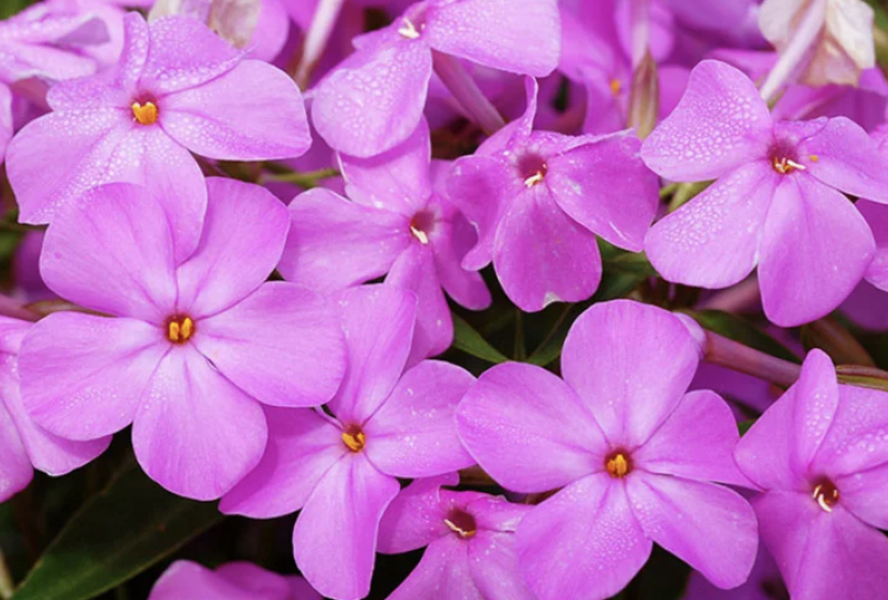 Plamenka 'Forever Pink' - Phlox 'Forever Pink'