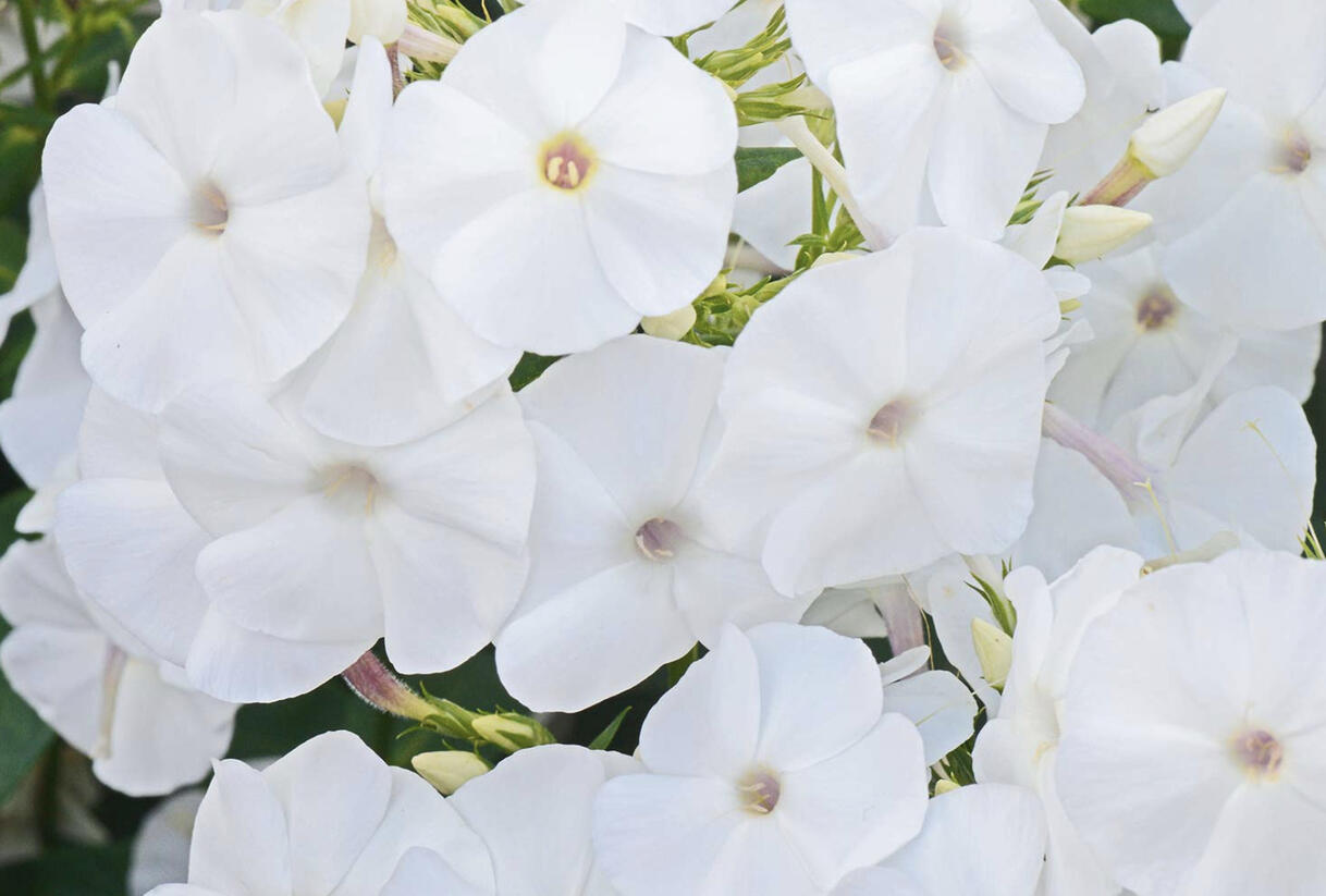 Plamenka latnatá 'Adessa White' - Phlox paniculata 'Adessa White'