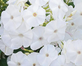 Plamenka latnatá 'Adessa White'
