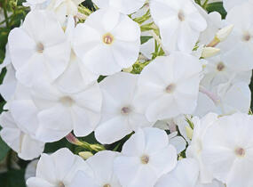 Plamenka latnatá 'Adessa White' - Phlox paniculata 'Adessa White'