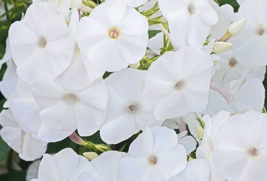 Plamenka latnatá 'Adessa White' - Phlox paniculata 'Adessa White'