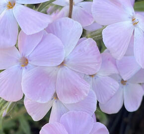 Plamenka 'Woodlander Lilac'