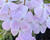 Plamenka 'Woodlander Lilac'