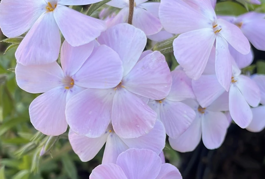 Plamenka 'Woodlander Lilac' - Phlox hybrida 'Woodlander Lilac'